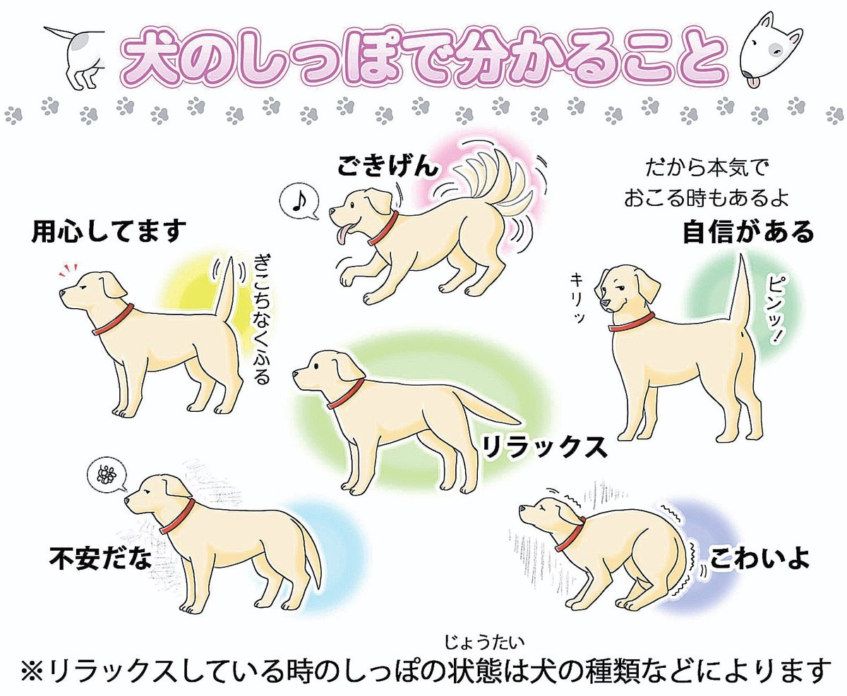 知ってなかよしワンニャンシグナル＞ 犬のしっぽでわかること 幸せでも
