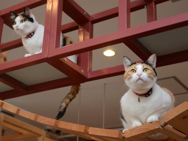 思い思いにくつろぐ猫たち＝松江市福原町、ウッドスタイル＝