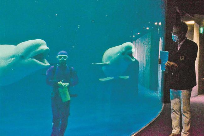 湊直樹館長（右）が持つ住民票に口を開けて反応するシロイルカの「シーリャ」（左）と「ミーリャ」＝浜田市・江津市、しまね海洋館アクアス