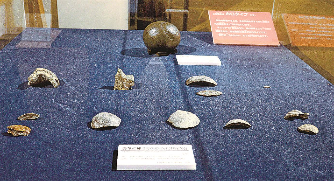 国内初の恐竜化石は「卵」 サヒメル特別企画展で展示 50年以上前