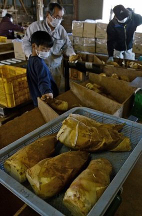 大きさごとに仕分けられるタケノコ＝安来市島田町、島田加工農業協同組合