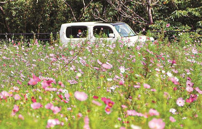 一面に咲くコスモスを車窓から楽しむ住民＝島根県隠岐の島町岬町