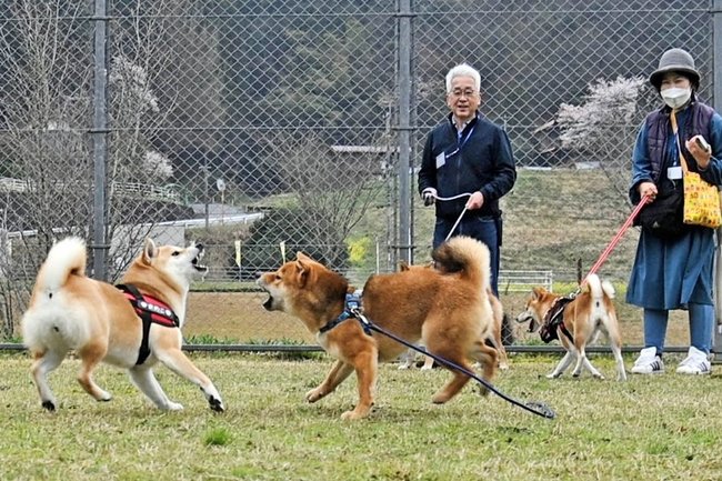 ドッグランで走り回る柴犬の姿を楽しむ参加者＝益田市美都町朝倉、ひだまりパークみと多目的広場