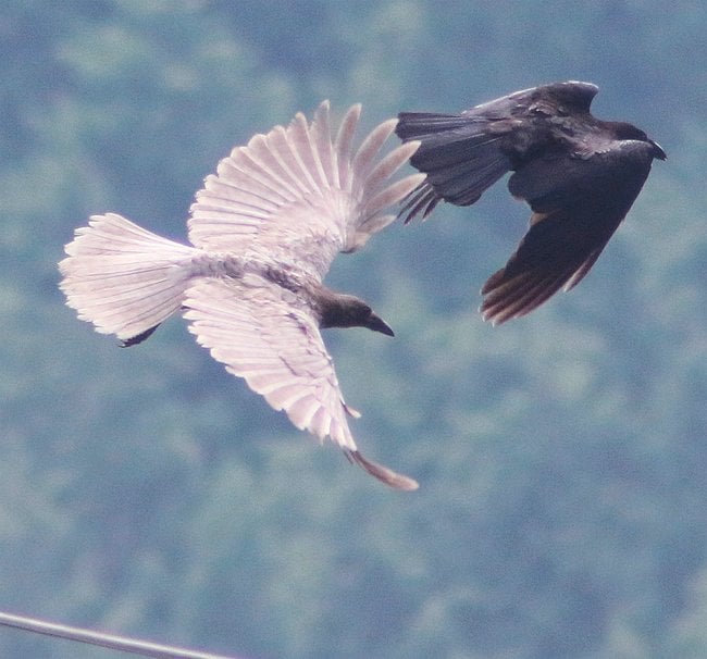 見つかった白い羽のカラス（左）＝益田市匹見町道川（水元満夫さん提供）