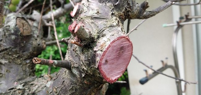 枝の断面も赤い紅梅の木＝松江市内