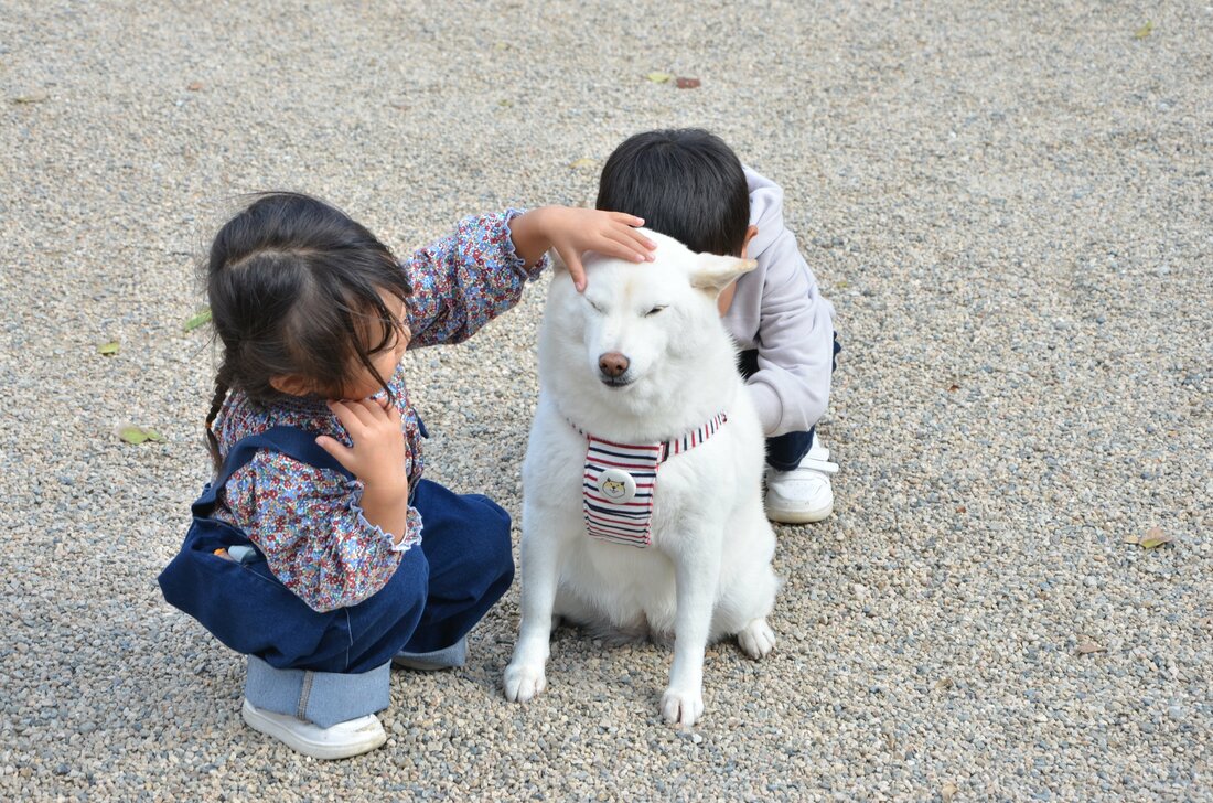 座っているだけで人だかりが 松江城周辺で人気の アイドル犬 その人気ぶりに密着 ｓデジオリジナル記事 山陰中央新報デジタル