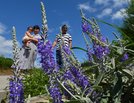 トウテイランの花を楽しむ家族＝島根県知夫村
