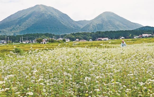 三瓶山が見守る池田地区で見頃を迎えた「三瓶そば」の花＝大田市三瓶町