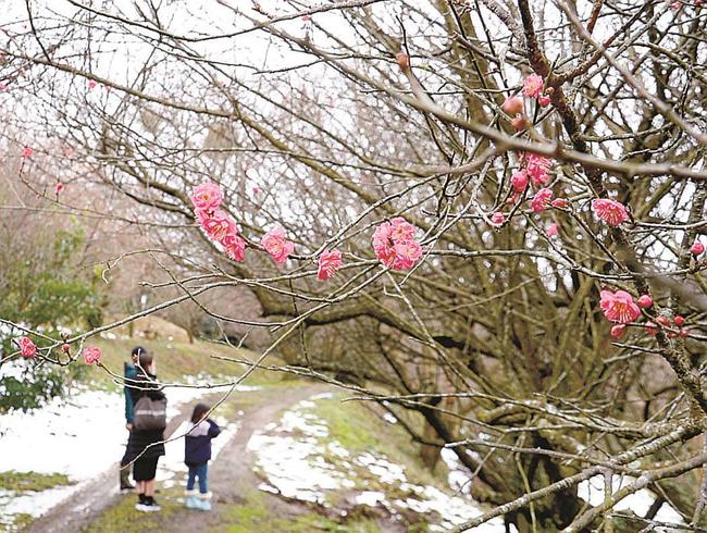 一足早く赤い花が咲き始めた向山丘陵の紅梅＝米子市淀江町福岡