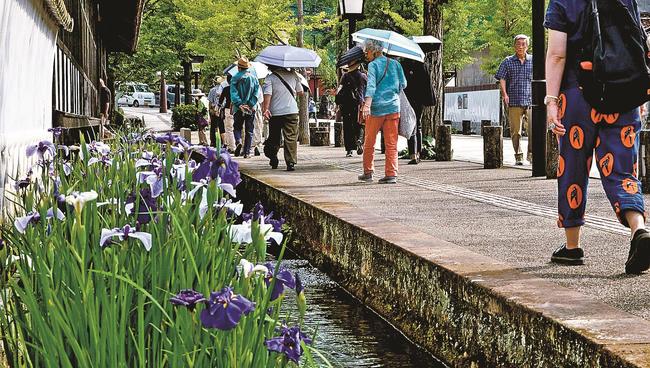 見頃を迎えたハナショウブと散策を楽しむ観光客＝島根県津和野町後田、殿町通り