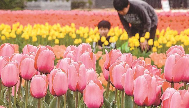 見頃を迎えたピンクや黄色、赤など色とりどりのチューリップ＝出雲市斐川町今在家