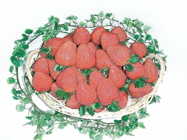 山陽新聞トップ賞・いちごびっくりバスケット