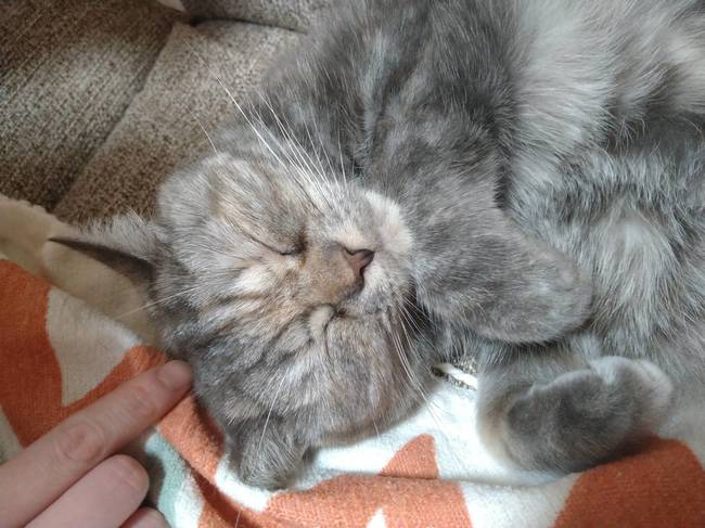 猫のパン屋さん「ＩＧＧＹ＇ｓ　ＳＨＯＰ」の店名の元となった、飼い猫のイギー