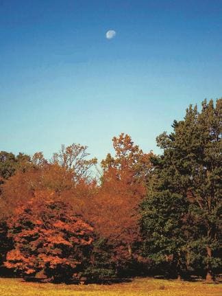 朝の西空に見えた、満月から４日後の月＝11月２日、大田（おおだ）市の三瓶山北の原で撮影（さつえい）
