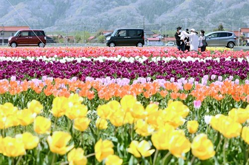 見ごろを迎えた色とりどりのチューリップ＝出雲市斐川町今在家