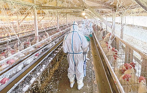 鳥インフルエンザが確認された鹿児島県出水市の養鶏場で進む殺処分作業＝１５日（同県提供）