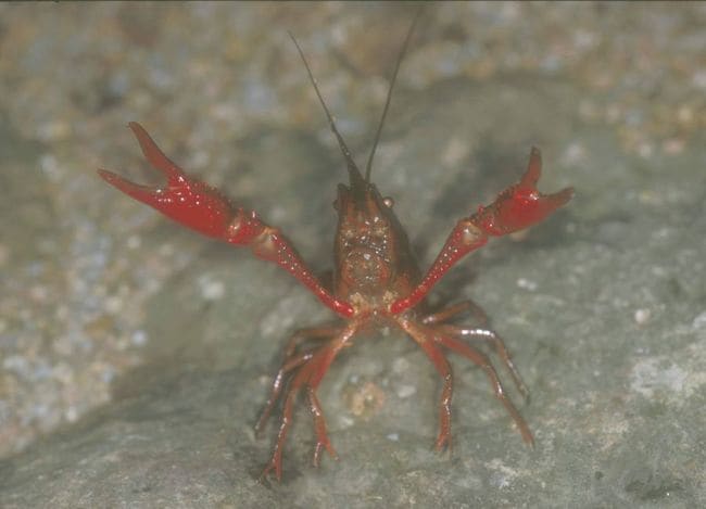 ６月１日条件付き外来生物に指定されたアメリカザリガニ