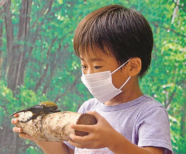 止まり木に載せたヘラクレスオオカブトに見入る子ども＝出雲市今市町、出雲科学館
