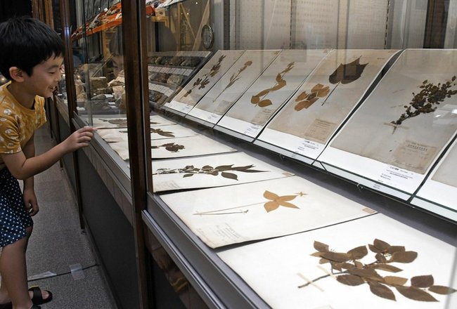 長野菊次郎の植物標本に見入る来場者=松江市西川津町、島根大学総合博物館アシカル