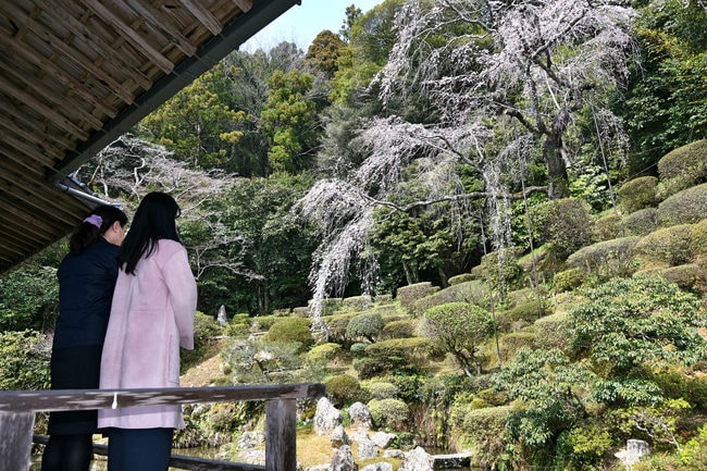 三分咲きとなった医光寺のしだれ桜＝益田市染羽町