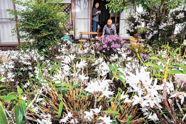 民家の庭で鮮やかに咲いたセッコクの花＝島根県隠岐の島町犬来