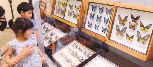 チョウの標本を眺める家族連れ＝大田市三瓶町多根、三瓶自然館サヒメル