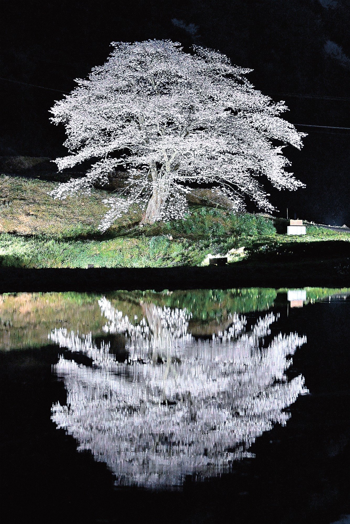 浜田・三隅 水面に対なす一本桜 | 山陰中央新報デジタル 浜田・三隅 水面に対なす一本桜 | 山陰中央新報デジタル