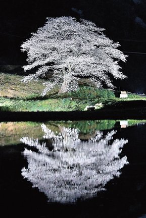 ライトアップで水面に映える井川の一本桜＝浜田市三隅町下古和