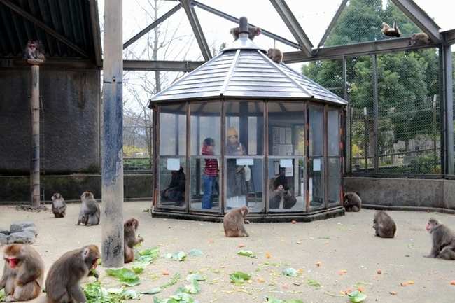 湊山公園のサル（資料）