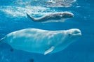 出産したシロイルカのアーリャが親子で泳ぐ様子（しまね海洋館アクアス提供）
