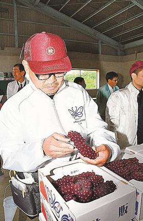 初出荷されたデラウェアの出来栄えを確かめる検査員＝益田市喜阿弥町、喜阿弥ぶどう集荷場