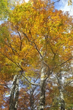 柔らかな色合いの葉を付ける木＝鳥取県大山町、大山寺