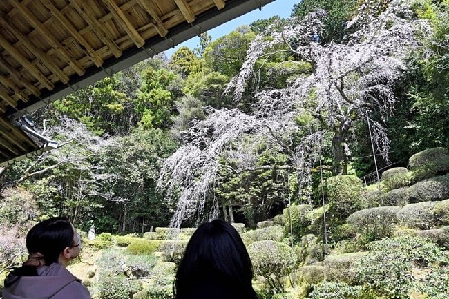 見頃を迎えた医光寺のしだれ桜＝益田市染羽町
