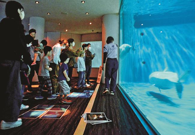 ガイドを聞き、水槽内を泳ぐシロイルカを眺める来館者=浜田市・江津市、しまね海洋館アクアス