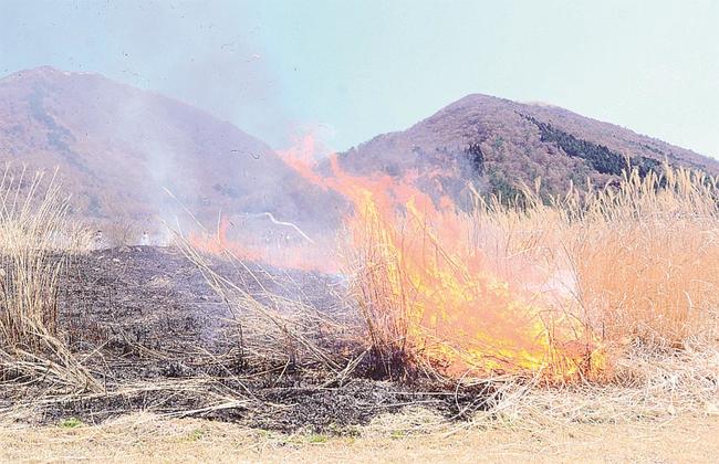 枯れ草を焼いて燃え上がる炎＝大田市三瓶町、三瓶山西の原