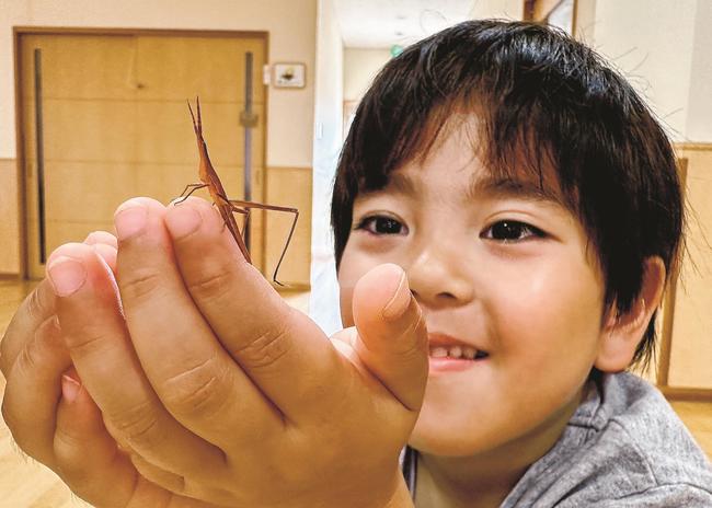 赤いバッタを観察する西村凪ちゃん＝松江市大庭町、しらゆり保育園