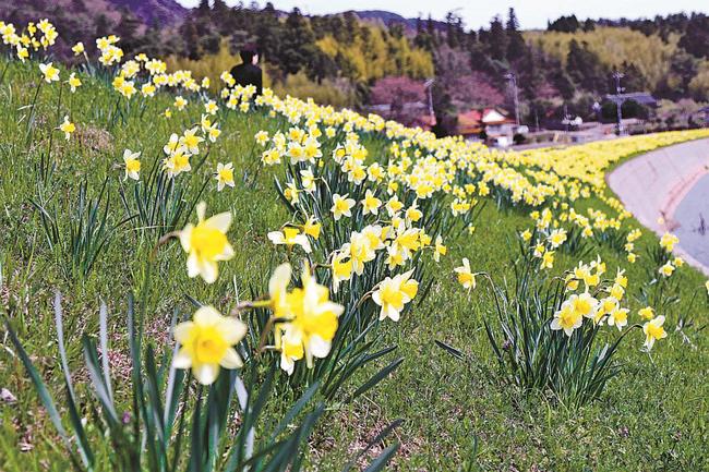 川沿いに続くスイセンロード＝島根県隠岐の島町南方
