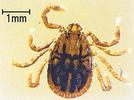 ＳＦＴＳを媒介するマダニの一種フタトゲチマダニの成虫。体長３～４㍉で比較的大型のダニ（島根県保健環境科学研究所提供）