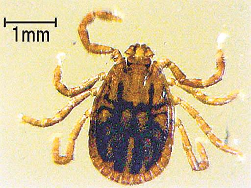 ＳＦＴＳを媒介するマダニの一種フタトゲチマダニの成虫。体長３～４㍉で比較的大型のダニ（島根県保健環境科学研究所提供）