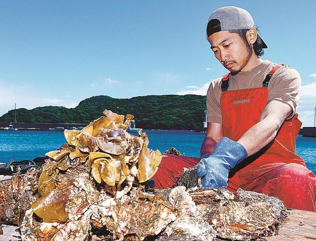 イワガキの付着物を取り除く永見輝晃さん=松江市島根町野井、野井漁港