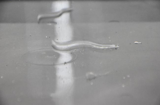 水産庁の実証事業で人工的に育てたシラスウナギ＝４日、東京都千代田区