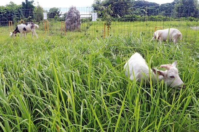伸びきった草を食べるヤギ=松江市野原町、サン・フラワー苑