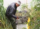 わなに掛かったアカミミガメを取り出す遠藤修一代表＝松江市東津田町