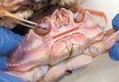 
          
ズワイガニの雌は口の形が直線（鳥取県水産試験場提供）
        