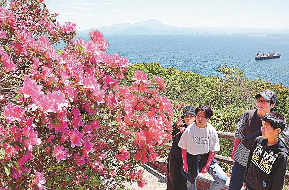 鮮やかなツツジを見る観光客=松江市美保関町美保関、五本松公園