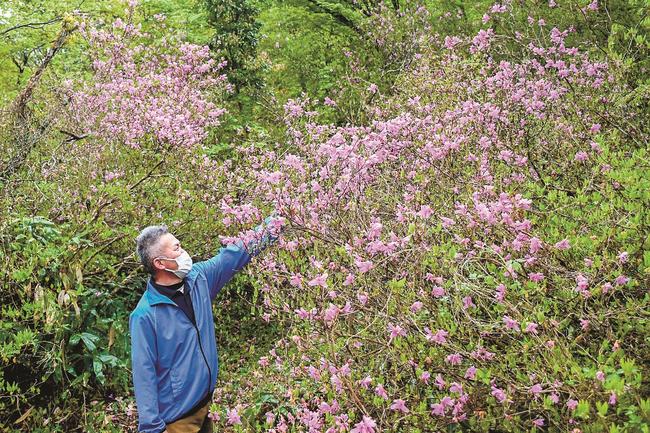 ミツバツツジを見る来場者＝鳥取県日野町中菅、滝山公園