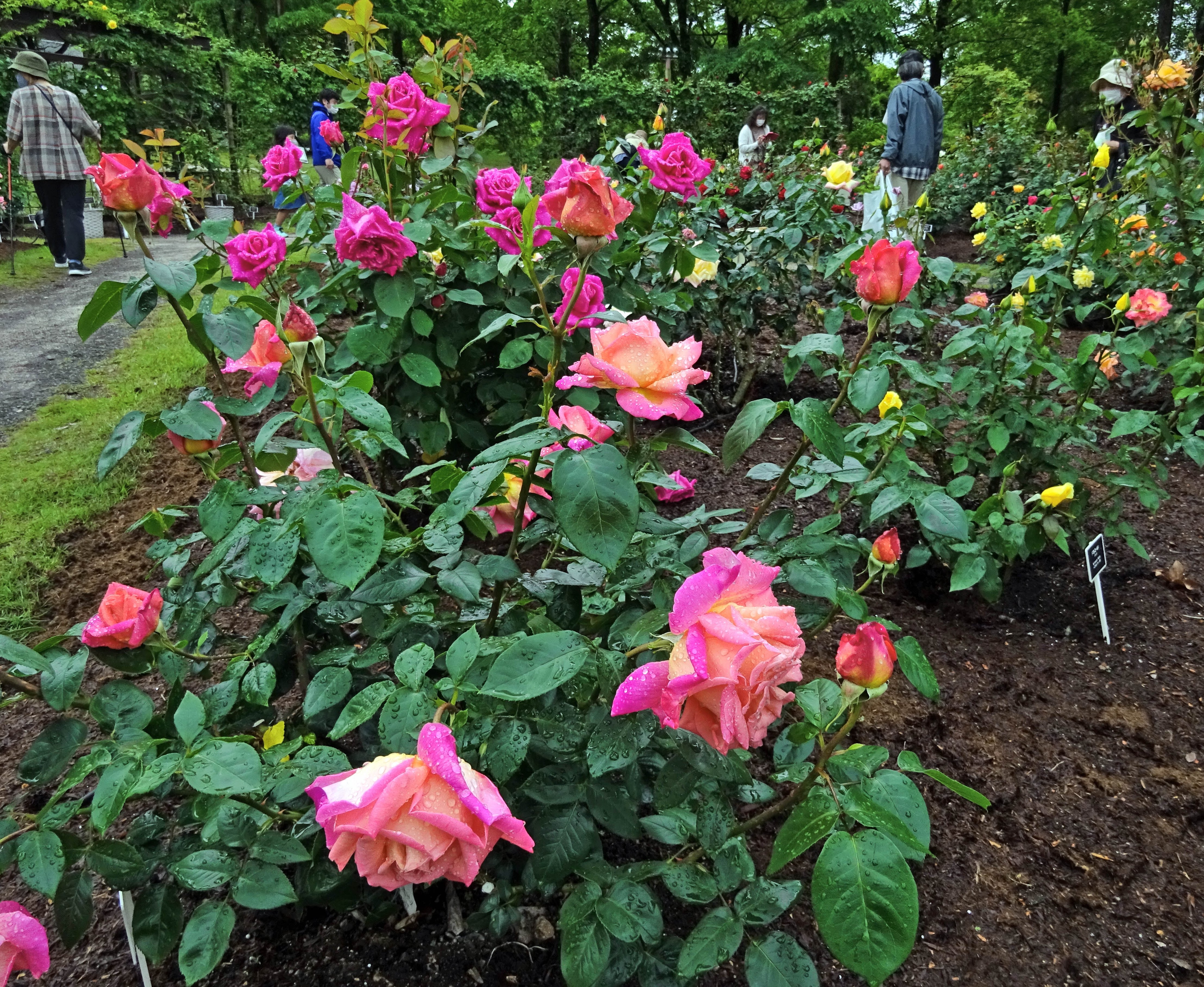 朝刊先読み バラまつり開幕 とっとり花回廊 １９０品種が来園者を魅了 山陰中央新報デジタル