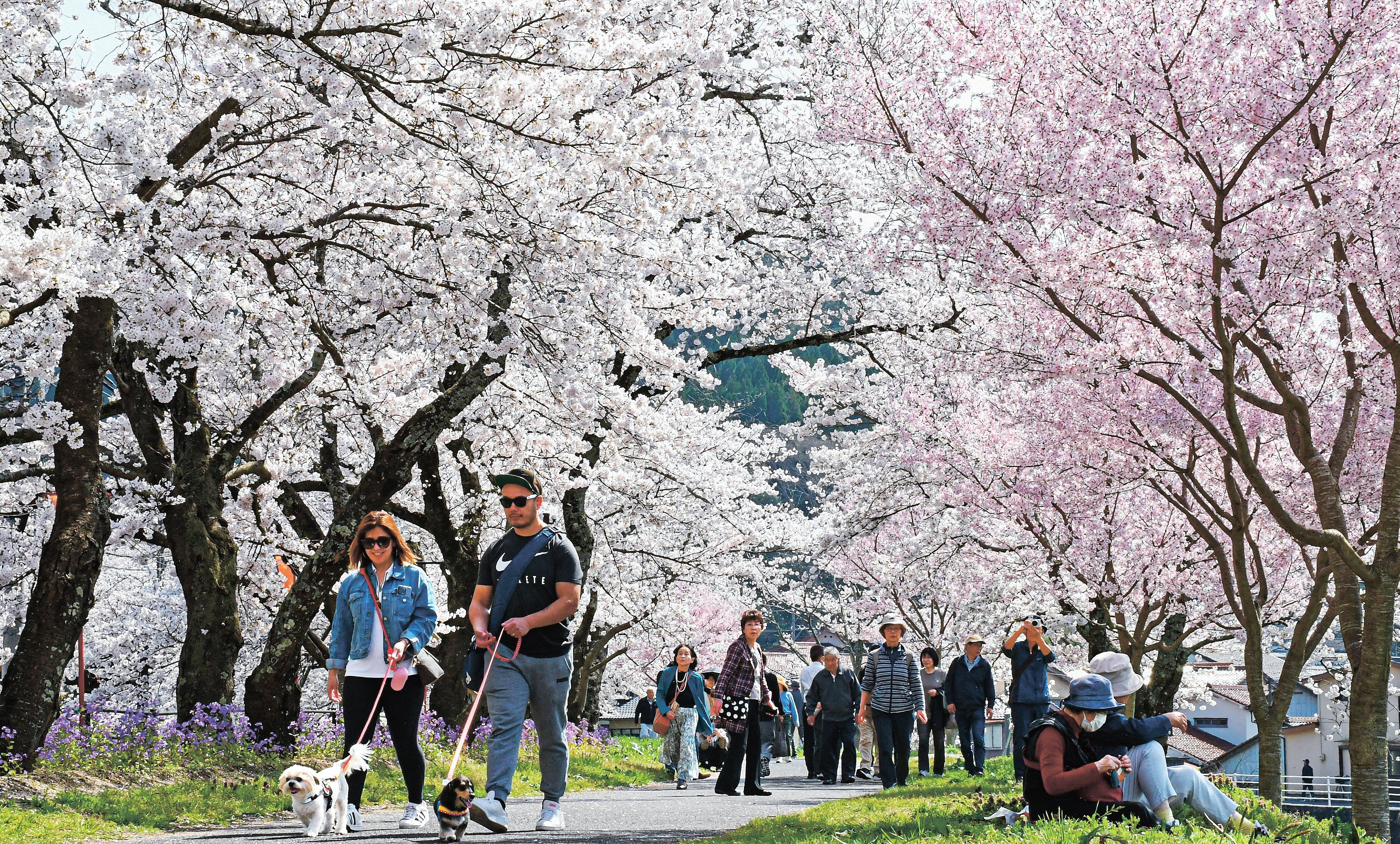 山陰桜ノート 斐伊川堤防桜並木（雲南市木次町木次） | 山陰中央新報