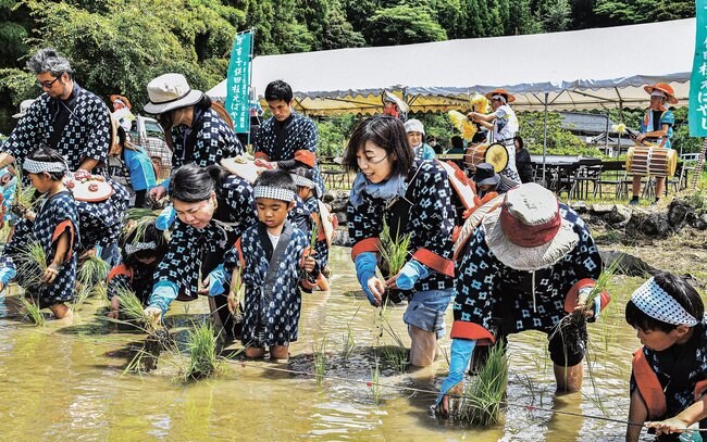 田植えばやしに合わせて苗を植える参加者＝江津市跡市町