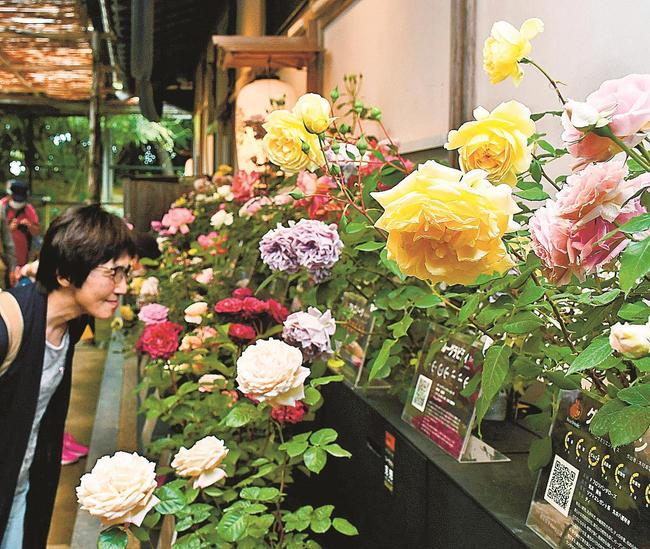 １００種のバラの色や香りを楽しむ来園者＝松江市八束町波入、由志園